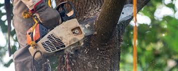 Best Arborist Consultation Services  in Whitney Point, NY