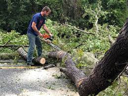 Best Tree Disease Treatment  in Whitney Point, NY