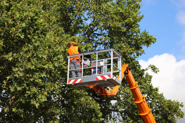 Best Hedge Trimming  in Whitney Point, NY