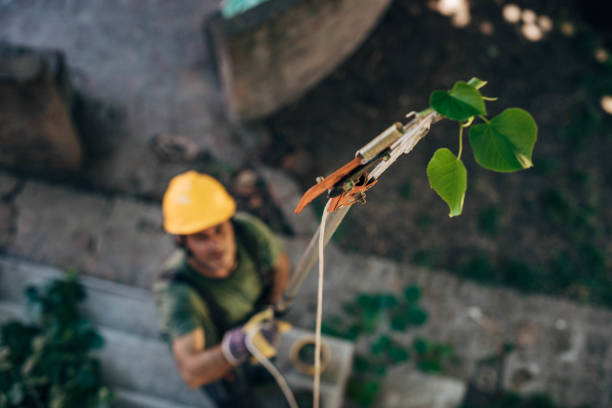 Best Tree Maintenance Programs  in Whitney Point, NY