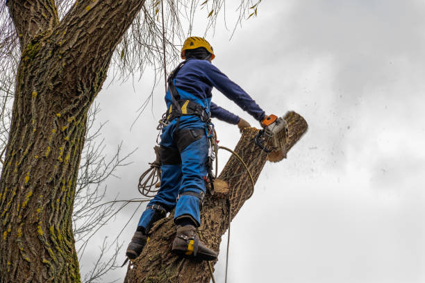 Best Tree Cabling and Bracing  in Whitney Point, NY