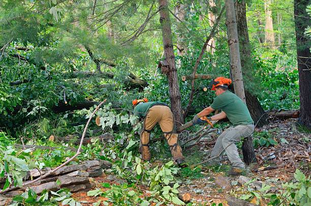 Best Weed Control  in Whitney Point, NY