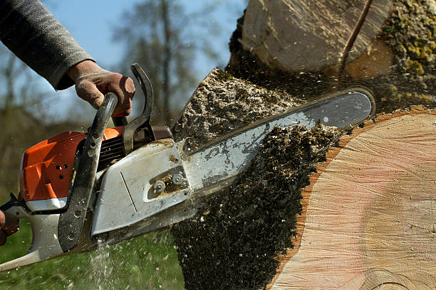 Best Lawn Maintenance Plans  in Whitney Point, NY